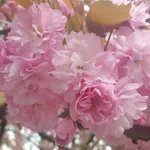 Addobbi notte rosa