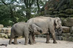 Elephant Spraying Water
