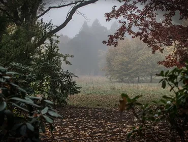 Si sta come d'autunno sugli alberi le foglie
