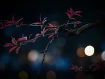 albero della vita di notte