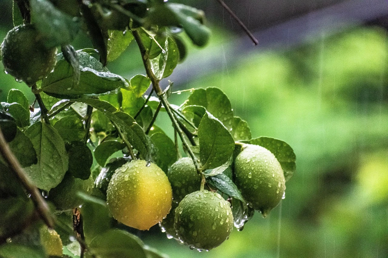 LIMONI