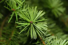 consigli-per-un-natale-green