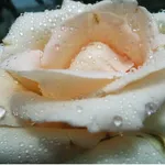Gastronomia in tema con "La notte Rosa"