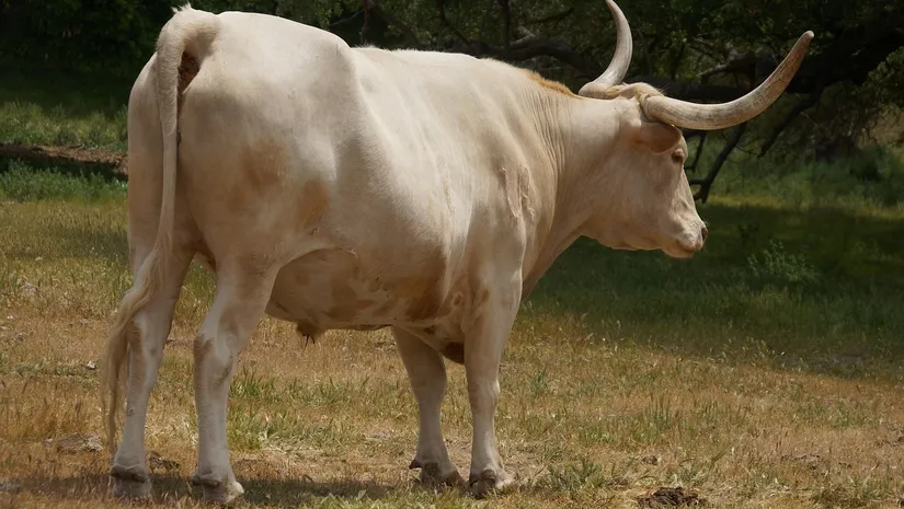 Toro San Fermines – Pamplona