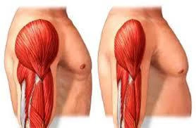 Muscolatura